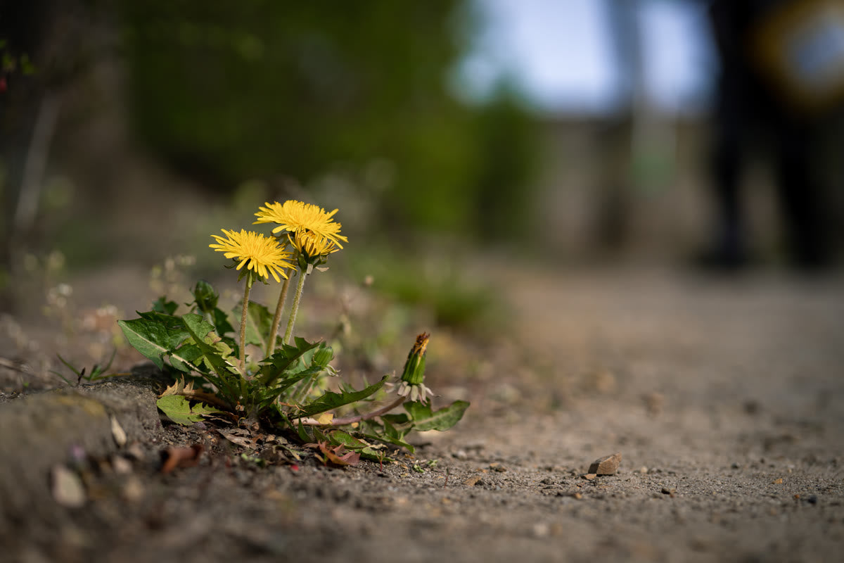 Wild edible plants growing at the edge of a yard